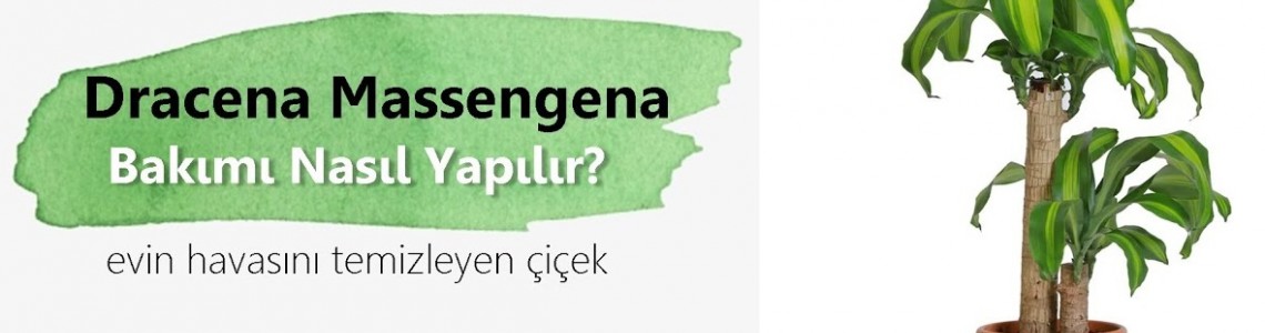 Dracaena Massangeana Saksı Çiçeği Bakımı Dracaena Massangeana Saksı Çiçeği Bakımı