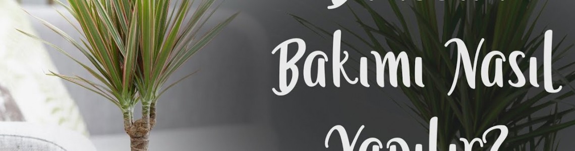 Dracena Marginata Saksı çiçeği bakimi