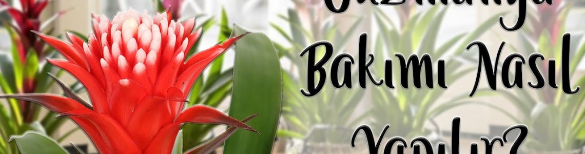 Guzmanya Saksı çiçeği bakimi