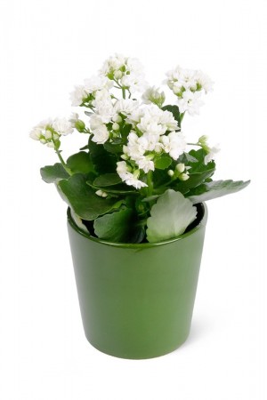 Beyaz Kalanchoe çiçeği