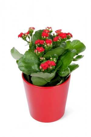 Kırmızı Kalanchoe çiçeği
