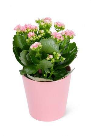 Pembe Kalanchoe çiçeği