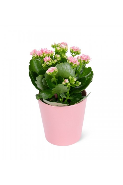 Pembe Kalanchoe çiçeği