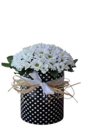 Benekli Kutuda Papatyalar