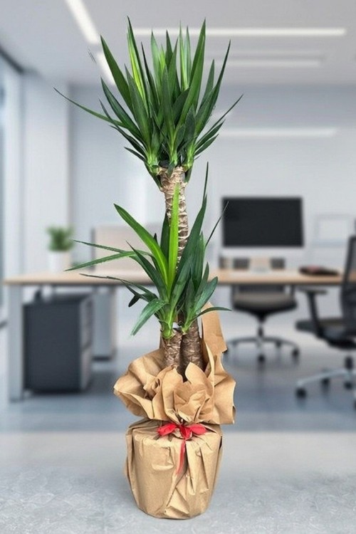 İkili Yucca Çiçeği