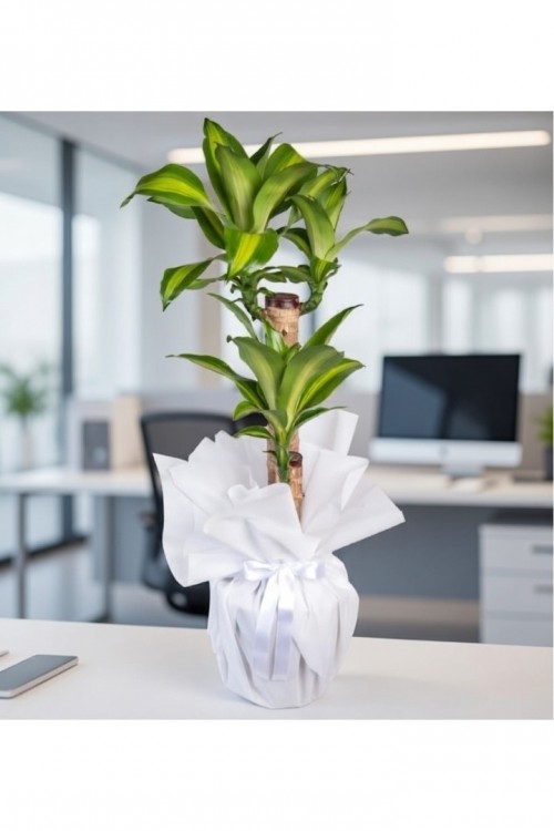 İkili Dracena Massengena