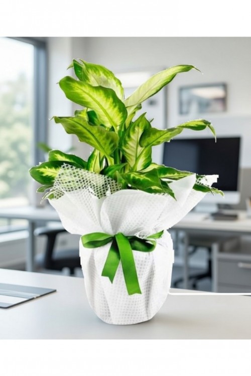 Dieffenbachia Camilla