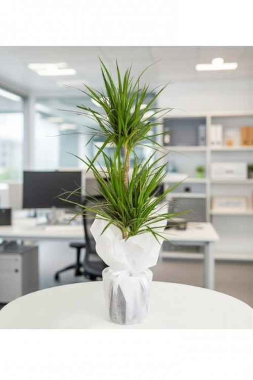 İkili Dracena Marginata