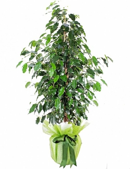 Ficus Benjamin