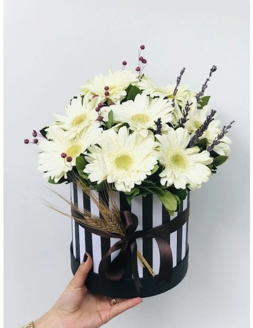 Kutuda Beyaz Gerberalar