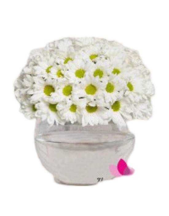 Fanusta Papatya Aranjmanı