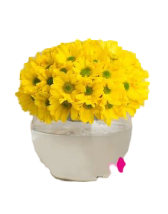 Fanusta Sarı Papatya Aranjmanı