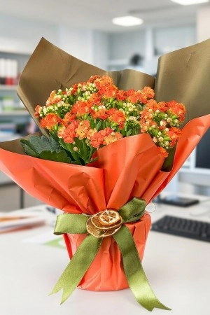 Turuncu Kalanchoe çiçeği