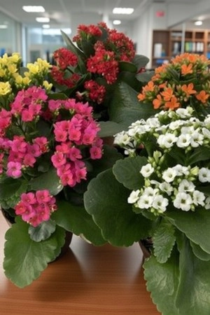 Kalanchoe