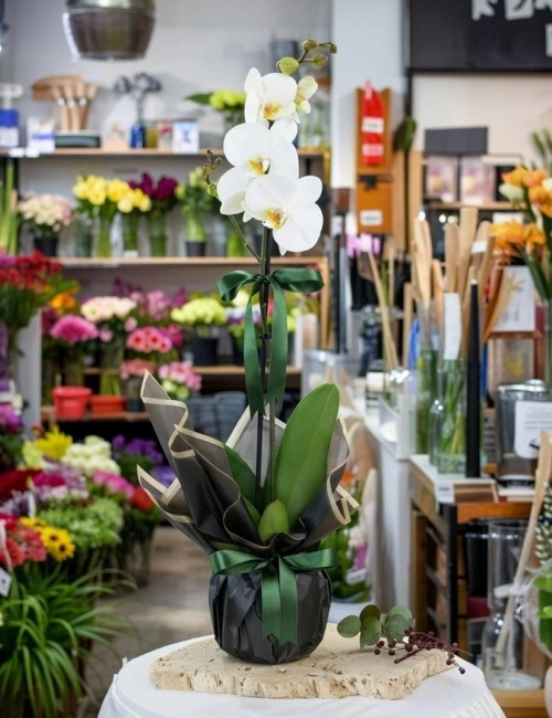 Tek Dal Beyaz Orkide Çiçeği