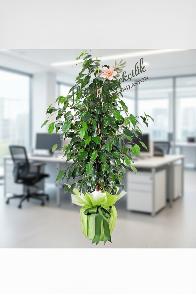 Zarafetin Simgesi Büyük Boy Ficus Benjamin Saksı Çiçeği