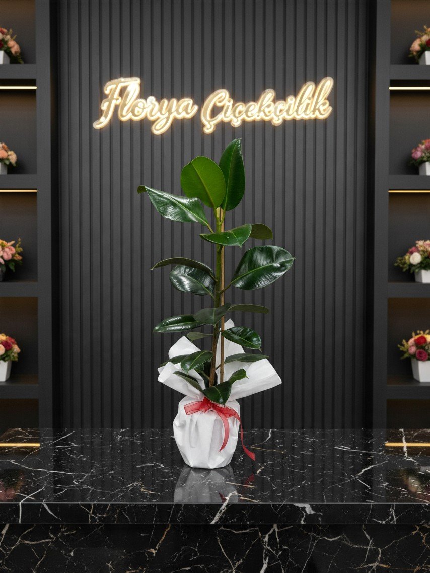 Yeşil Asalet Kauçuk Bitkisi (Ficus Elastica)