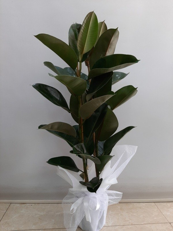 Görkemli Saksıda Kauçuk Bitkisi (Ficus Elastica)