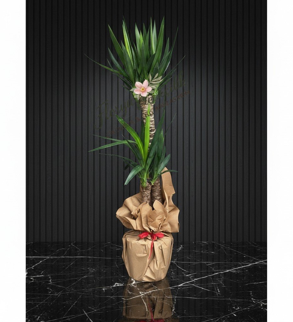 Zarafetin Simgesi Yucca Bitkisi - Doğal Kraft Ambalajlı